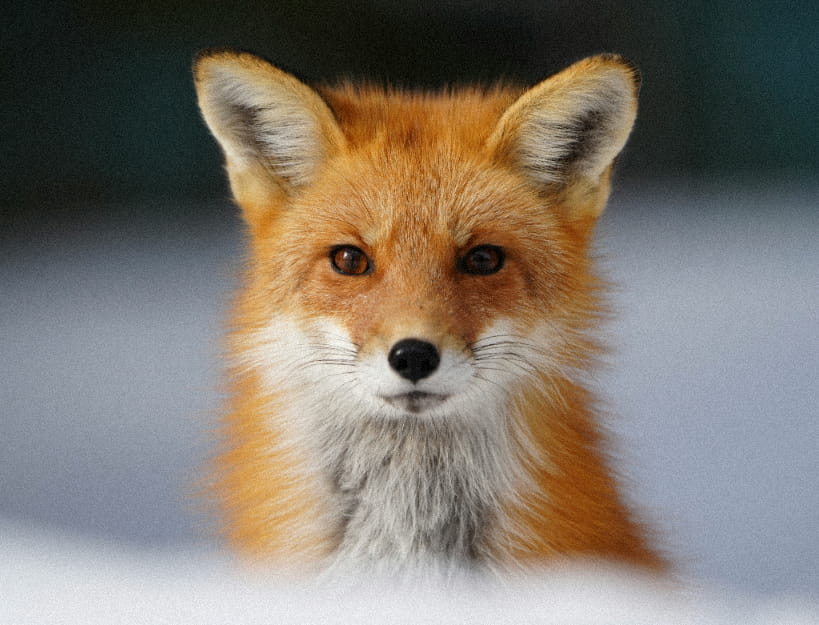 Red fox close-up with soft fur before AI photo enhancement