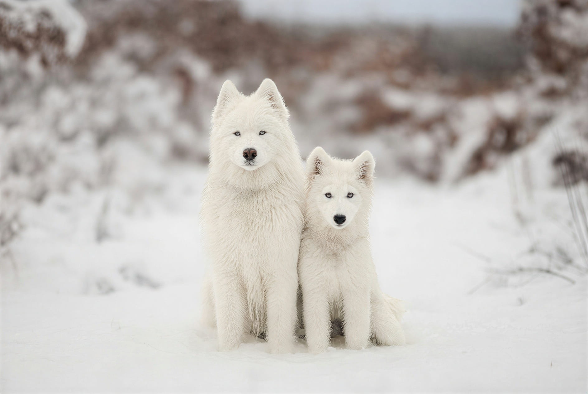 Samoyed puppies after upscaling with fluffy coat texture and clear facial features