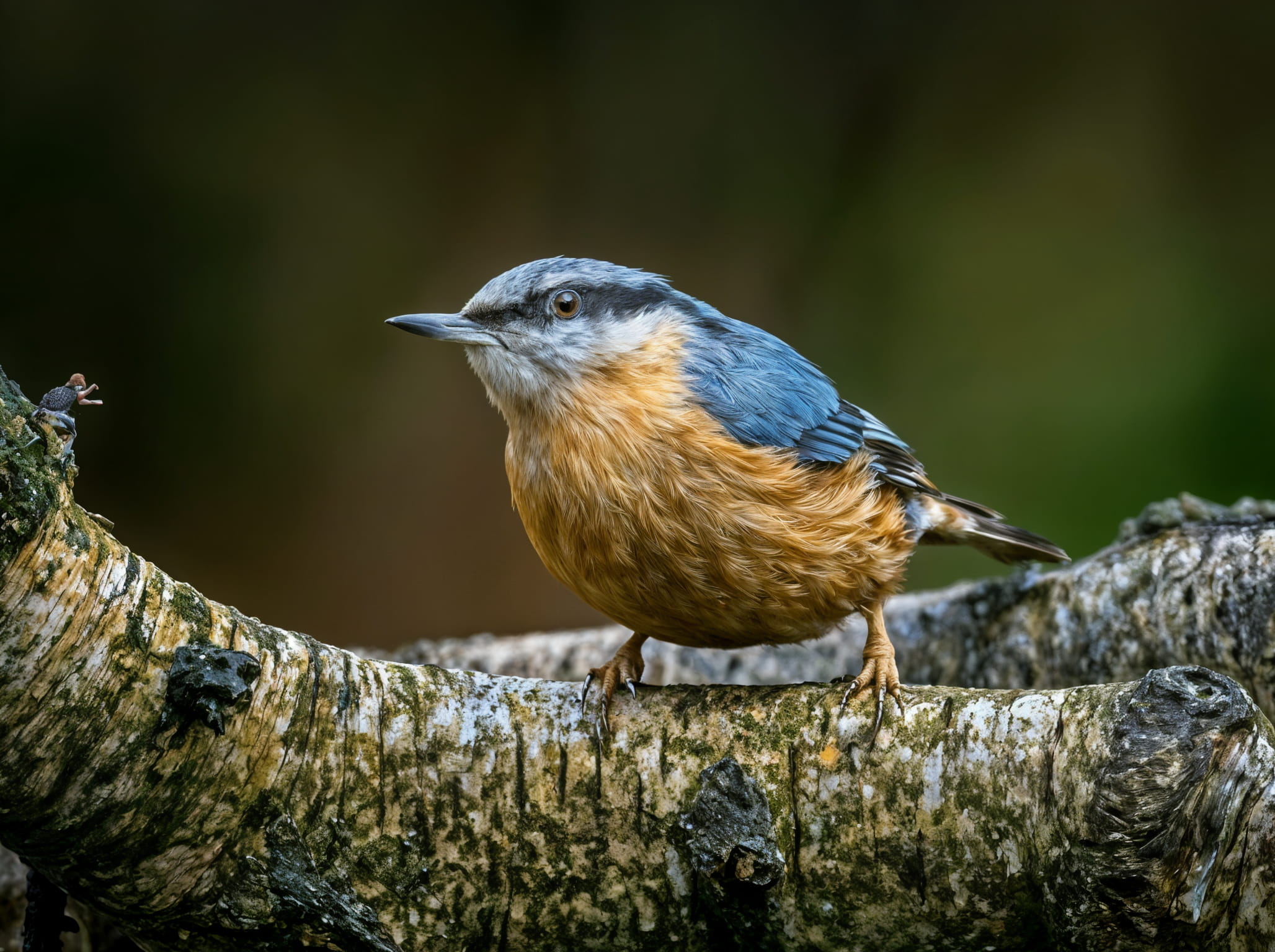 Bird photo after creative mode upscaling with AI-generated feather detail and depth