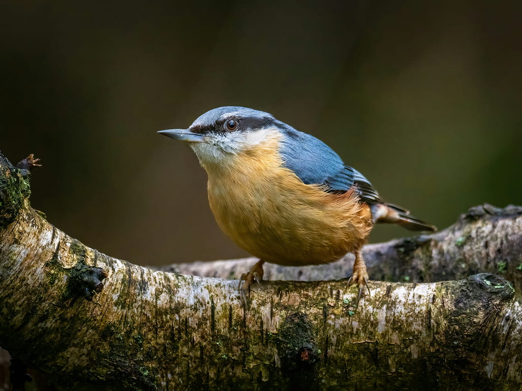 Nuthatch bird on branch before creative mode AI upscaling